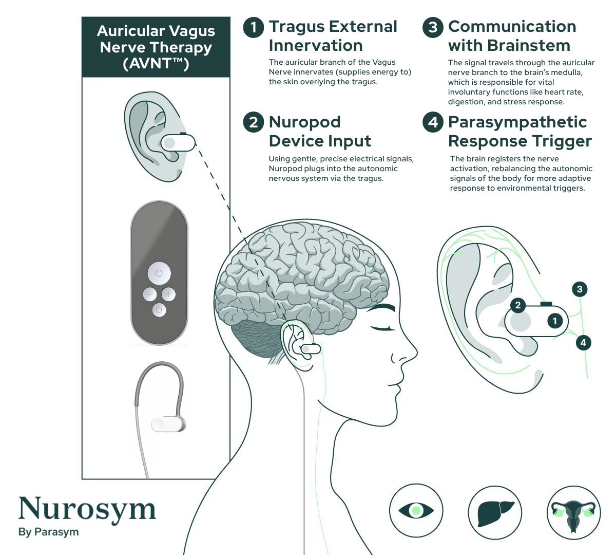 files/Auricular_Vagus_Nerve_Therapy_AVNT.png