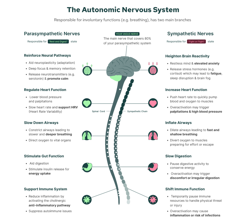 Is Your Nervous System Keeping You in a State of Stress, Anxiety, or Depression?